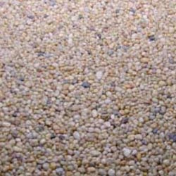 6mm Dorset Gold